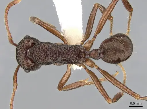 Rhytidoponera chalybaea - CASENT0281237