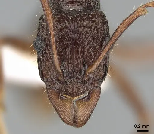 Rhytidoponera chalybaea - CASENT0281237