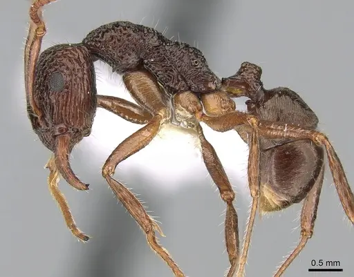 Rhytidoponera chalybaea - CASENT0281237