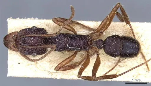 Rhytidoponera chalybaea - CASENT0903822