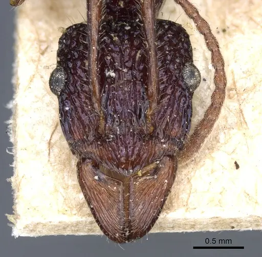 Rhytidoponera chalybaea - CASENT0903822