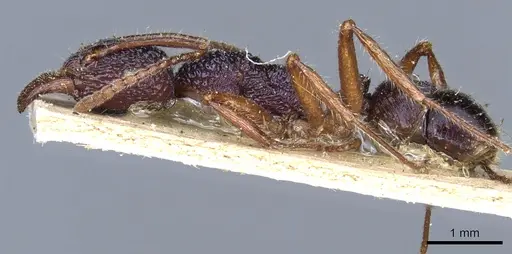 Rhytidoponera chalybaea - CASENT0903822