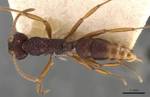 Rhytidoponera chalybaea - CASENT0907154