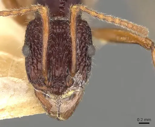 Rhytidoponera chalybaea - CASENT0907154