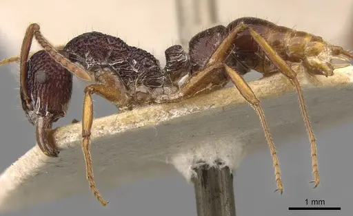 Rhytidoponera chalybaea - CASENT0907154