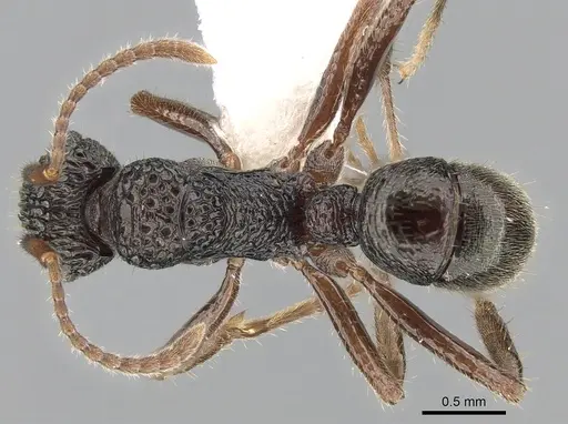 Rhytidoponera chnoopyx specimen