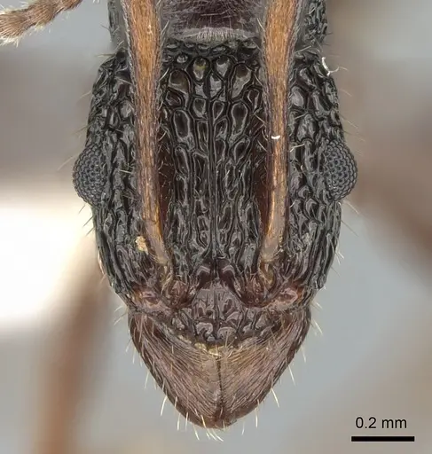 Rhytidoponera chnoopyx specimen