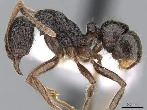 Rhytidoponera chnoopyx specimen