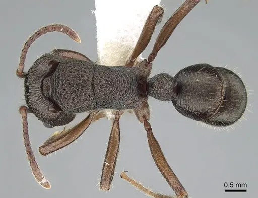 Rhytidoponera clarki specimen