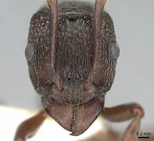 Rhytidoponera clarki specimen