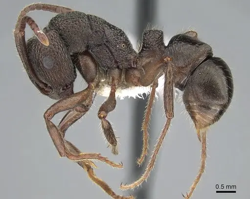 Rhytidoponera clarki specimen