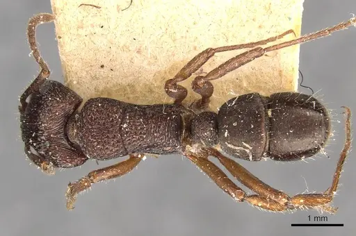 Rhytidoponera clarki - CASENT0907160