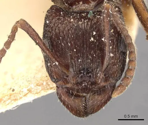 Rhytidoponera clarki - CASENT0907160