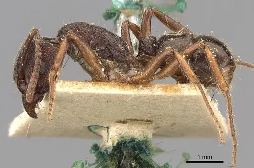 Rhytidoponera clarki - CASENT0907160