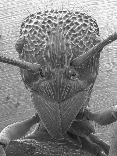 Rhytidoponera confusa specimen