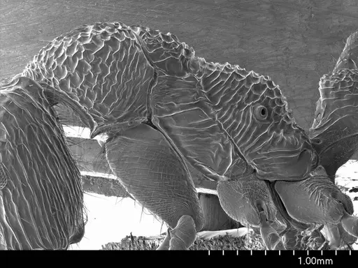 Rhytidoponera confusa specimen