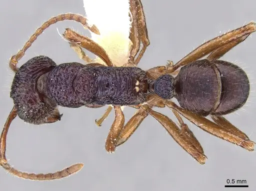 Rhytidoponera confusa - CASENT0281235