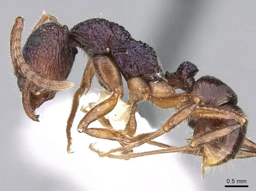 Rhytidoponera confusa - CASENT0281235