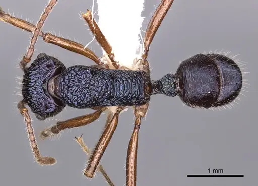 Rhytidoponera confusa - CASENT0900530