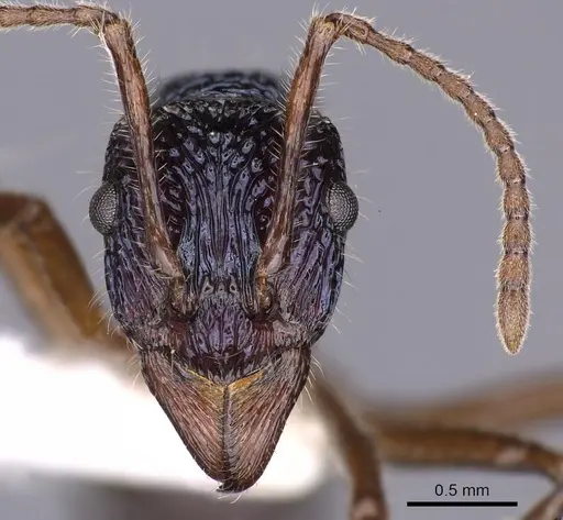 Rhytidoponera confusa - CASENT0900530