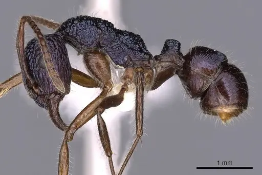 Rhytidoponera confusa - CASENT0900530