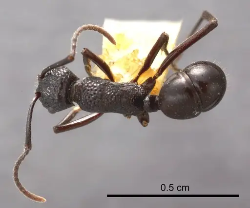 Rhytidoponera convexa specimen