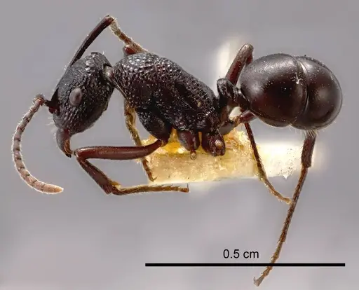 Rhytidoponera convexa specimen