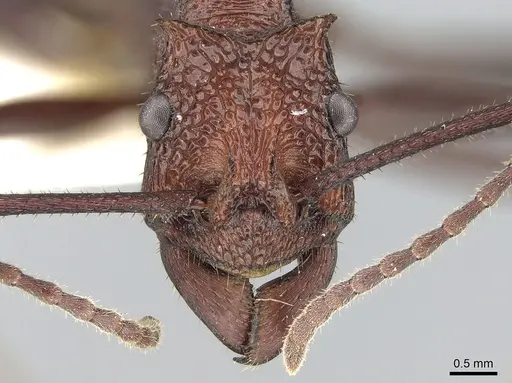 Rhytidoponera cornuta specimen
