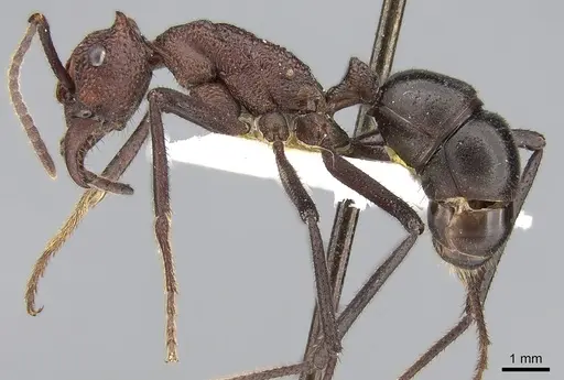 Rhytidoponera cornuta specimen