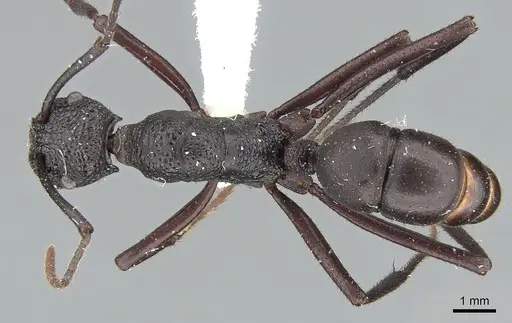 Rhytidoponera cristata specimen