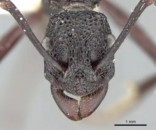 Rhytidoponera cristata specimen