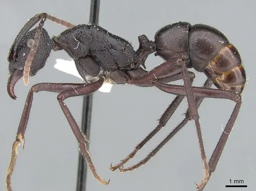 Rhytidoponera cristata specimen