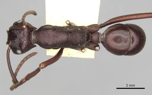 Rhytidoponera cristata - CASENT0281826