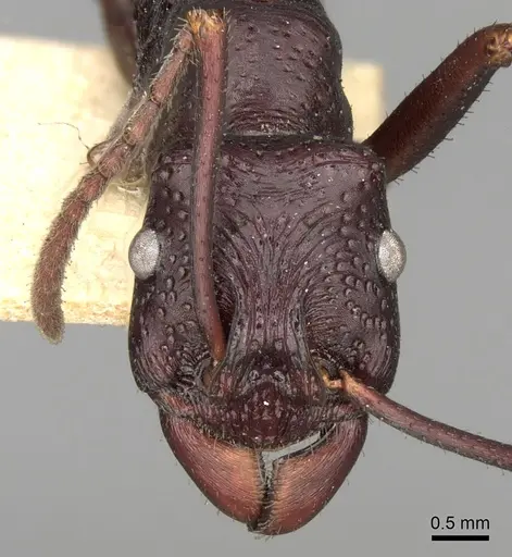 Rhytidoponera cristata - CASENT0281826