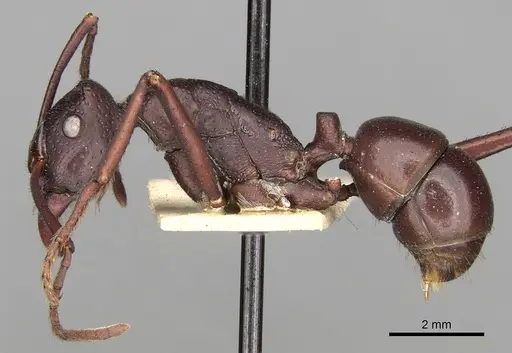 Rhytidoponera cristata - CASENT0281826