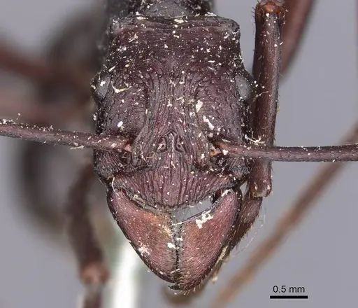 Rhytidoponera cristata - CASENT0907143