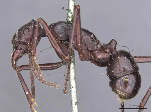 Rhytidoponera cristata - CASENT0907143