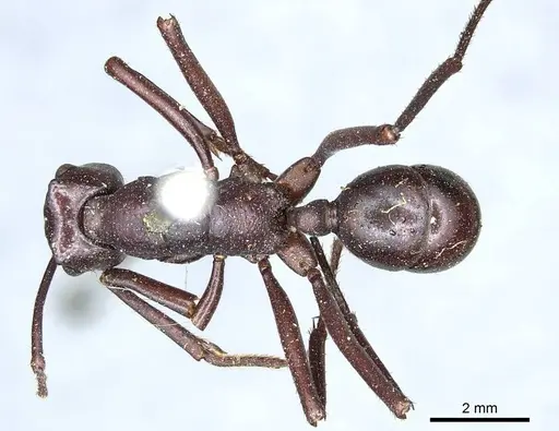 Rhytidoponera cristata - CASENT0915923