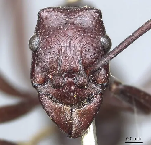 Rhytidoponera cristata - CASENT0915923