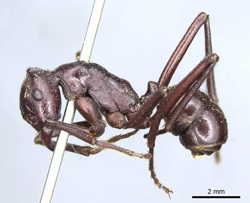 Rhytidoponera cristata - CASENT0915923