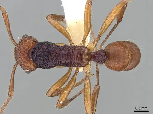 Rhytidoponera croesus specimen