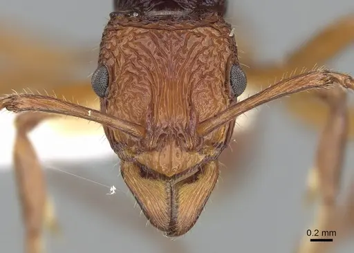 Rhytidoponera croesus specimen