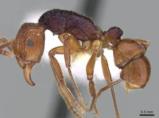 Rhytidoponera croesus specimen