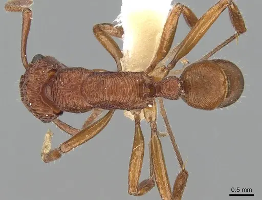 Rhytidoponera croesus - CASENT0281243