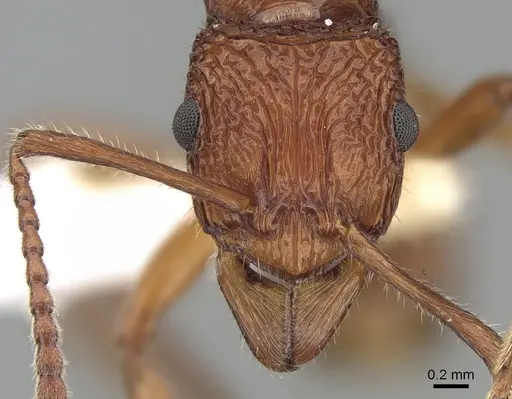 Rhytidoponera croesus - CASENT0281243