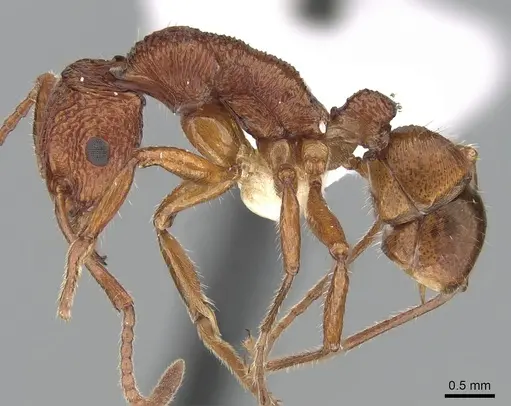 Rhytidoponera croesus - CASENT0281243