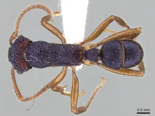 Rhytidoponera croesus - CASENT0281244