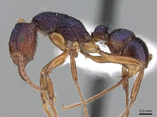 Rhytidoponera croesus - CASENT0281244