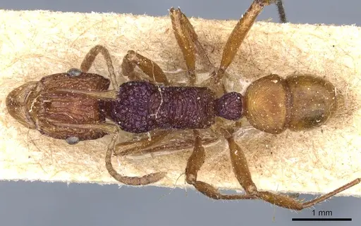 Rhytidoponera croesus - CASENT0903833