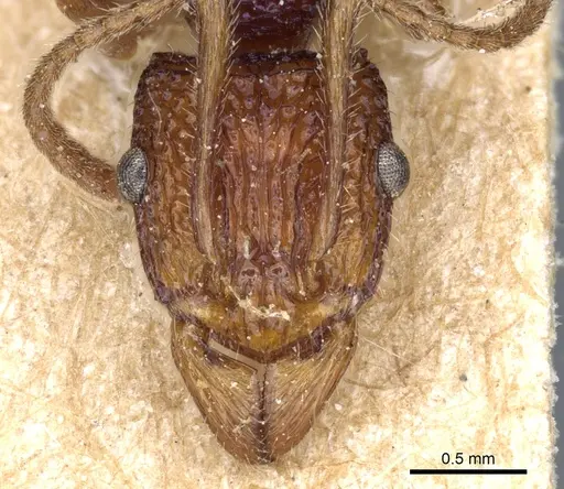 Rhytidoponera croesus - CASENT0903833
